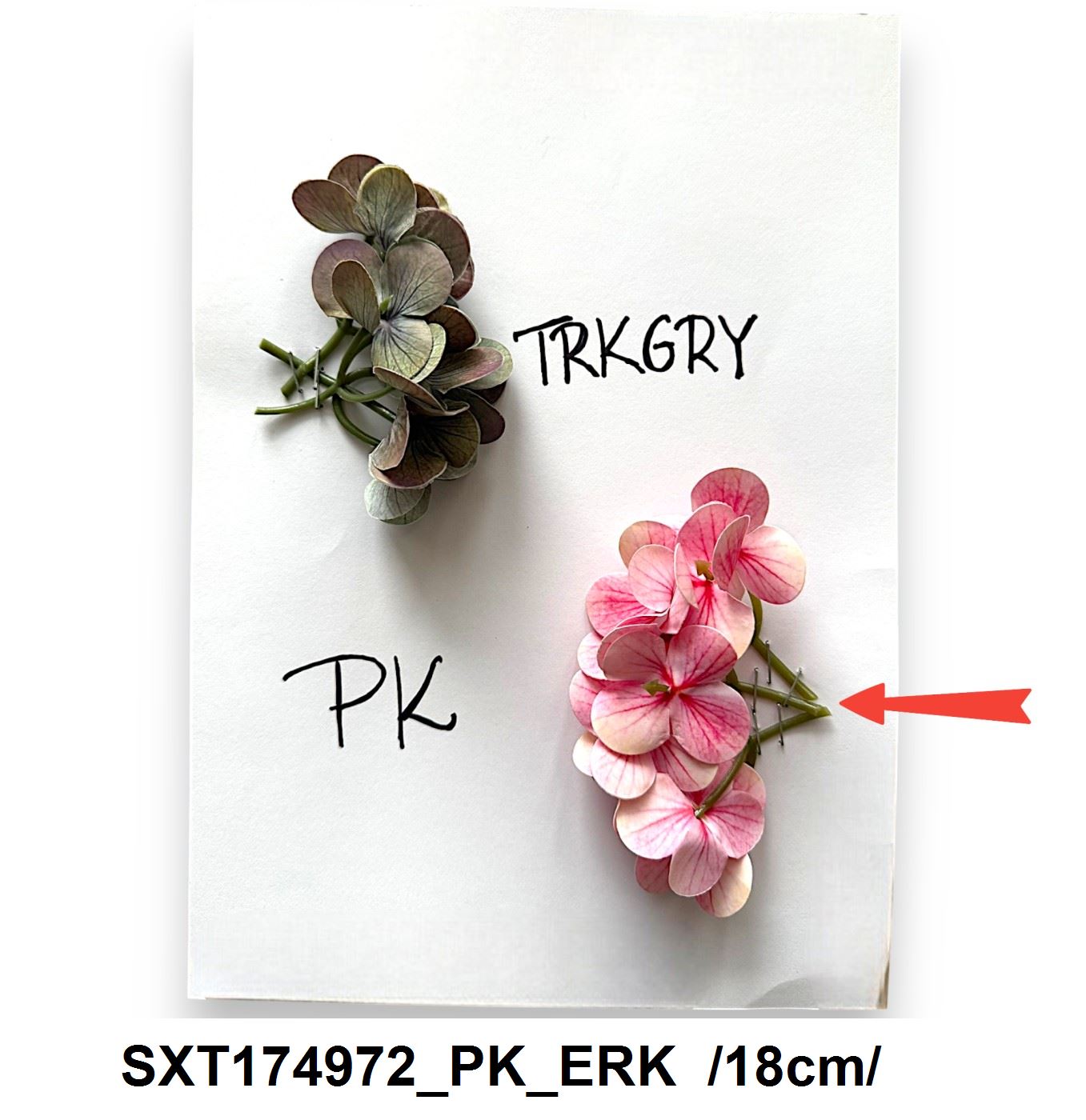SXT174972_PK_ERK