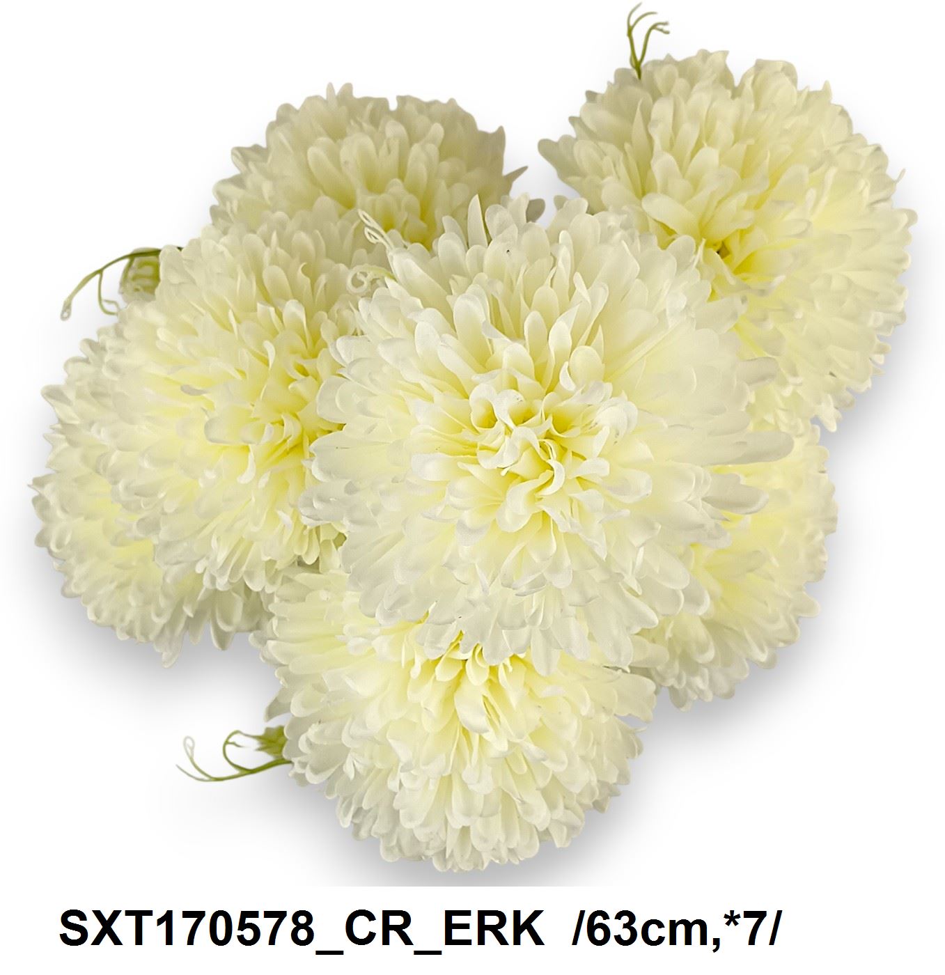 SXT170578_CR_ERK