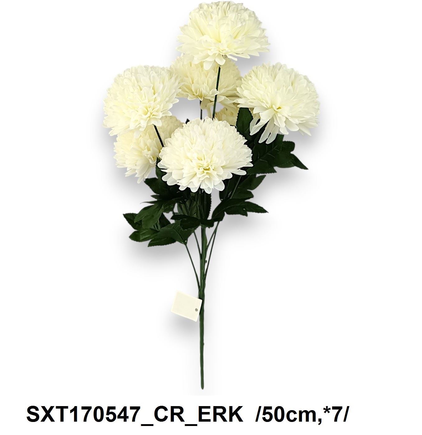 SXT170547_CR_ERK