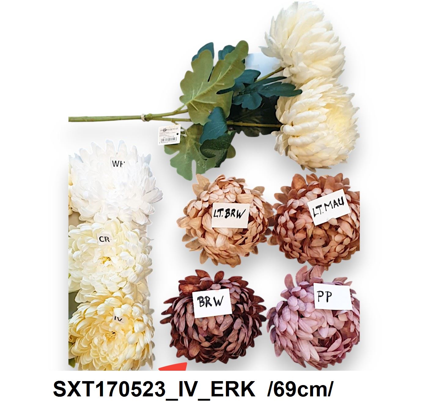 SXT170523_IV_ERK