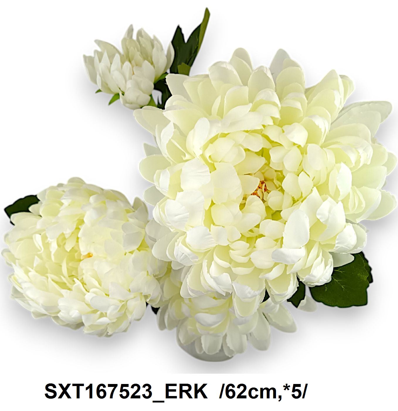 SXT167523_ERK