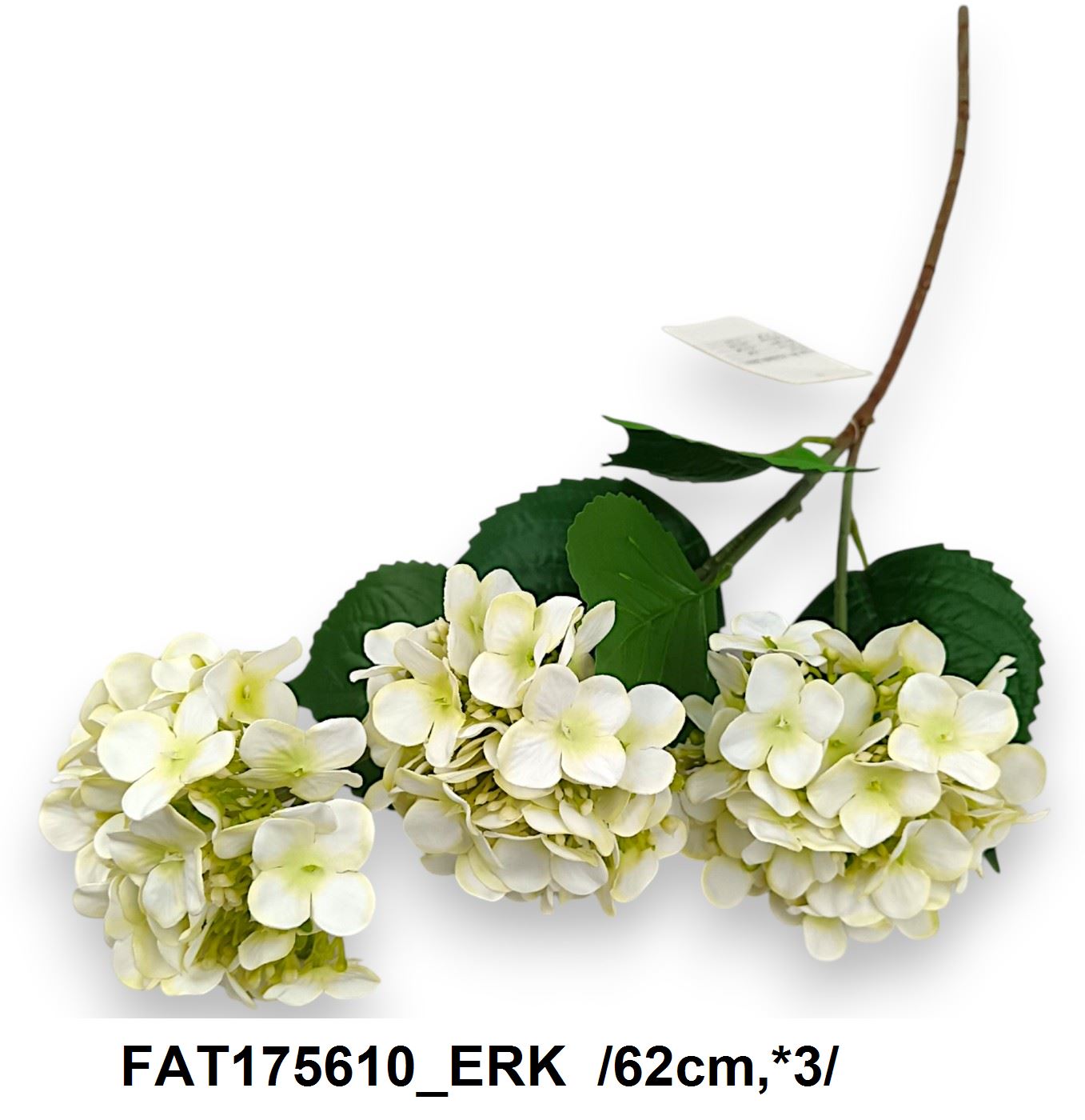 FAT175610_ERK