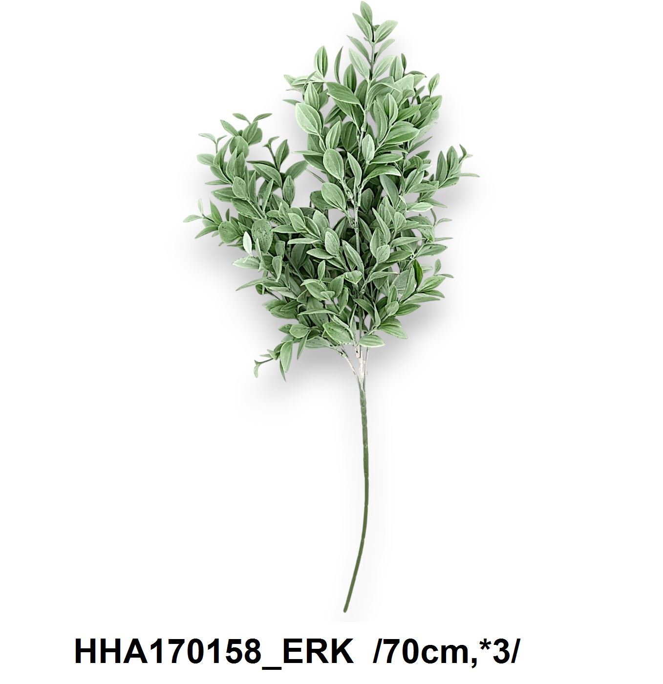 HHA170158_ERK