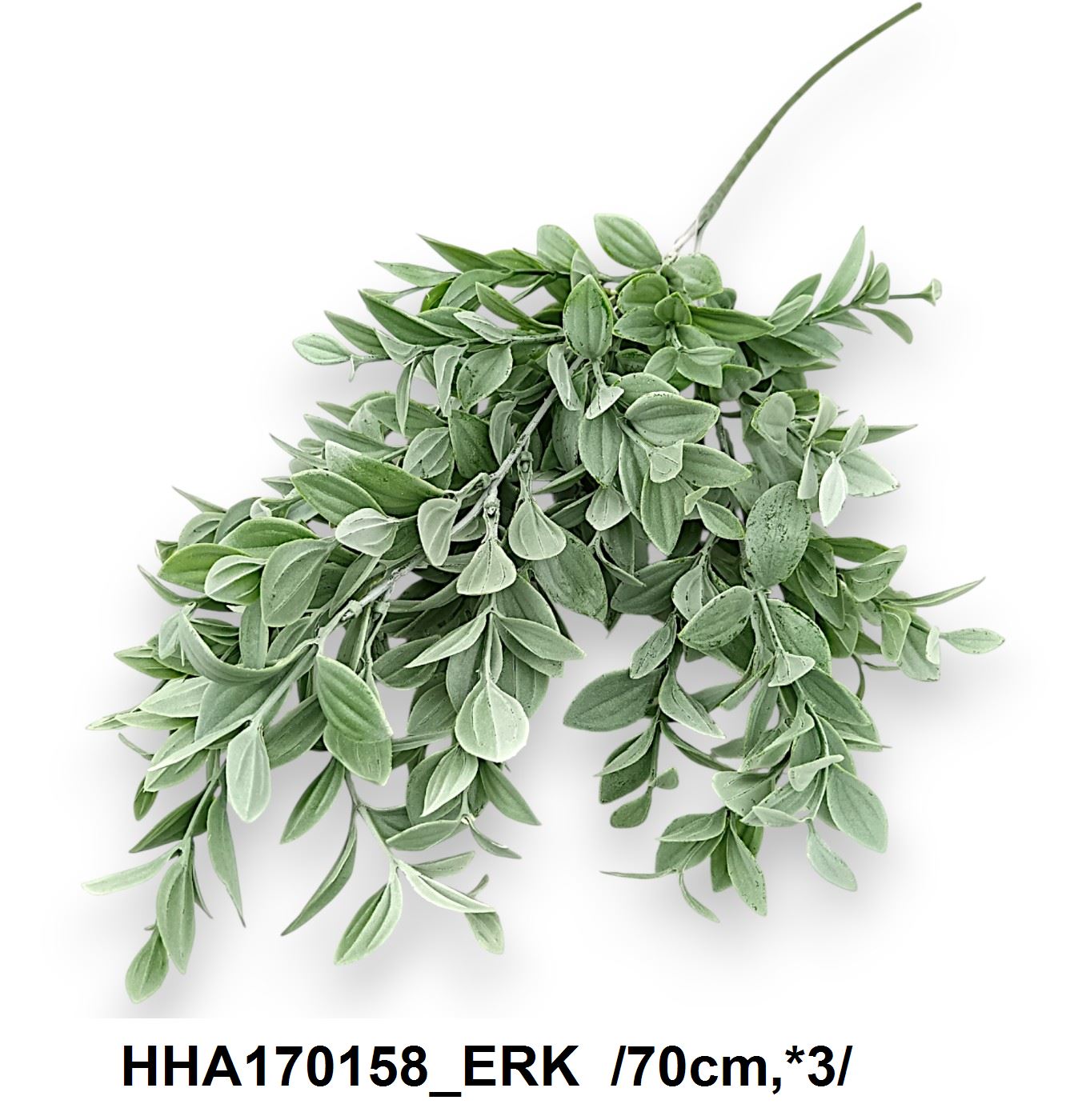 HHA170158_ERK
