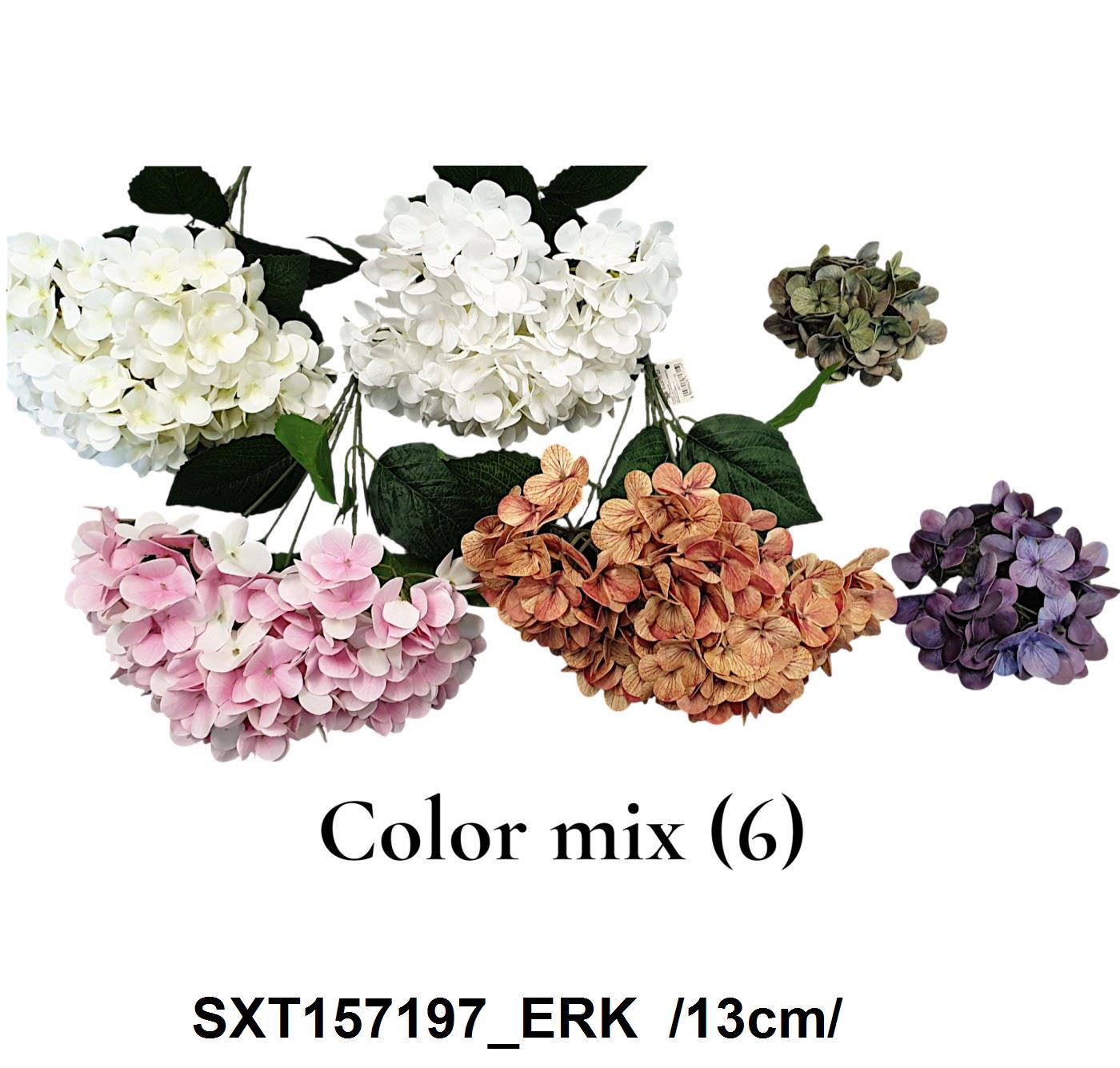 SXT157197_ERK