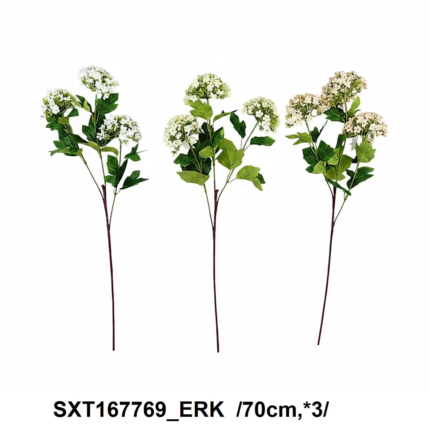 SXT167769_ERK