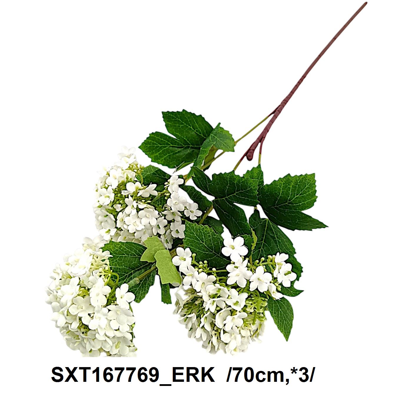 SXT167769_ERK