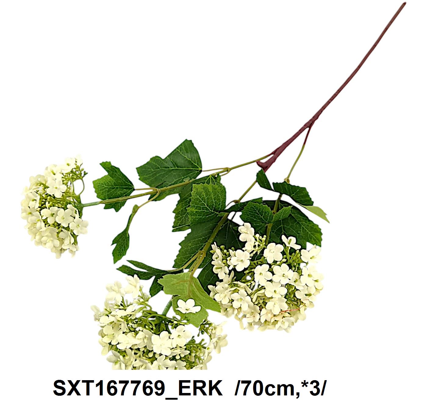 SXT167769_ERK