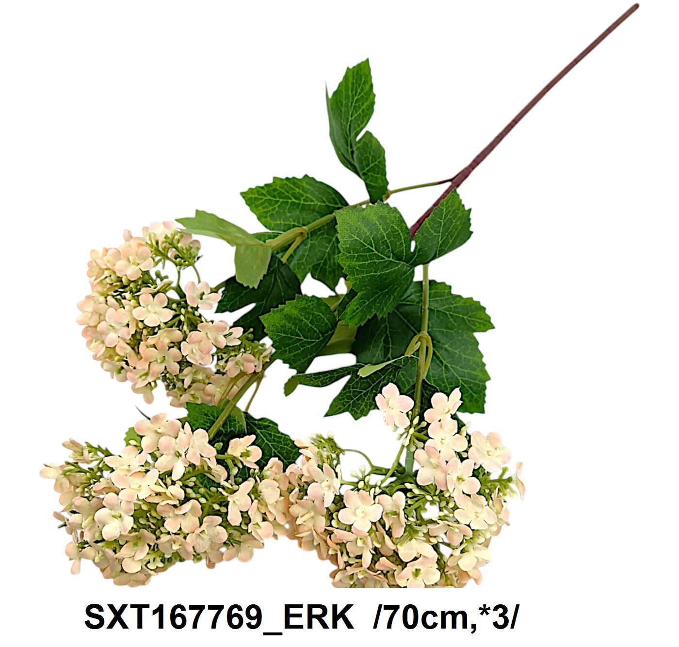 SXT167769_ERK