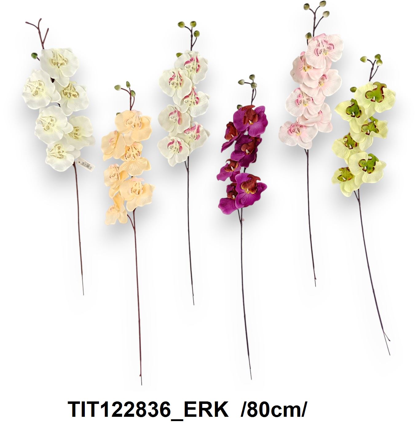 TIT122836_ERK