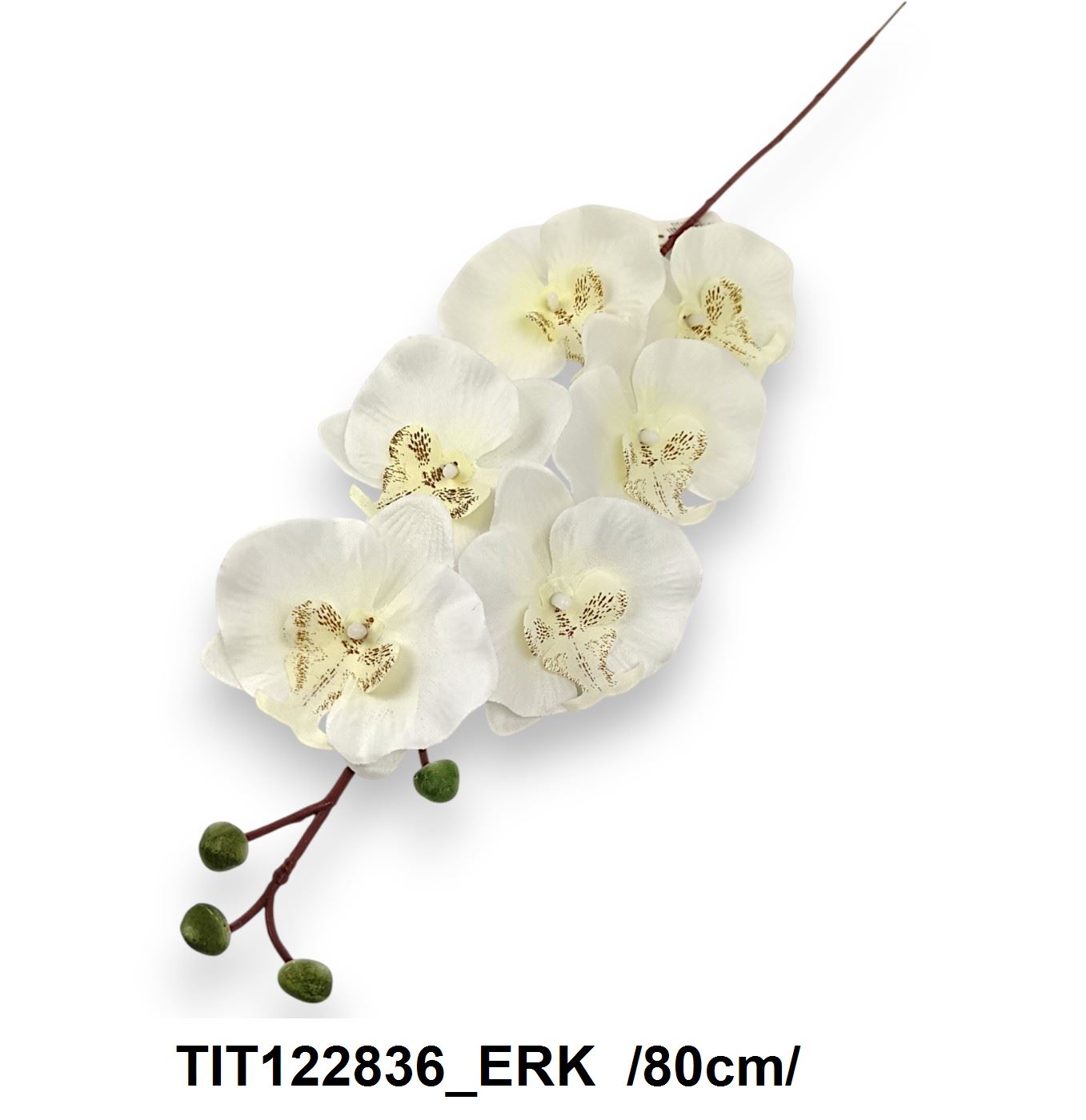 TIT122836_ERK