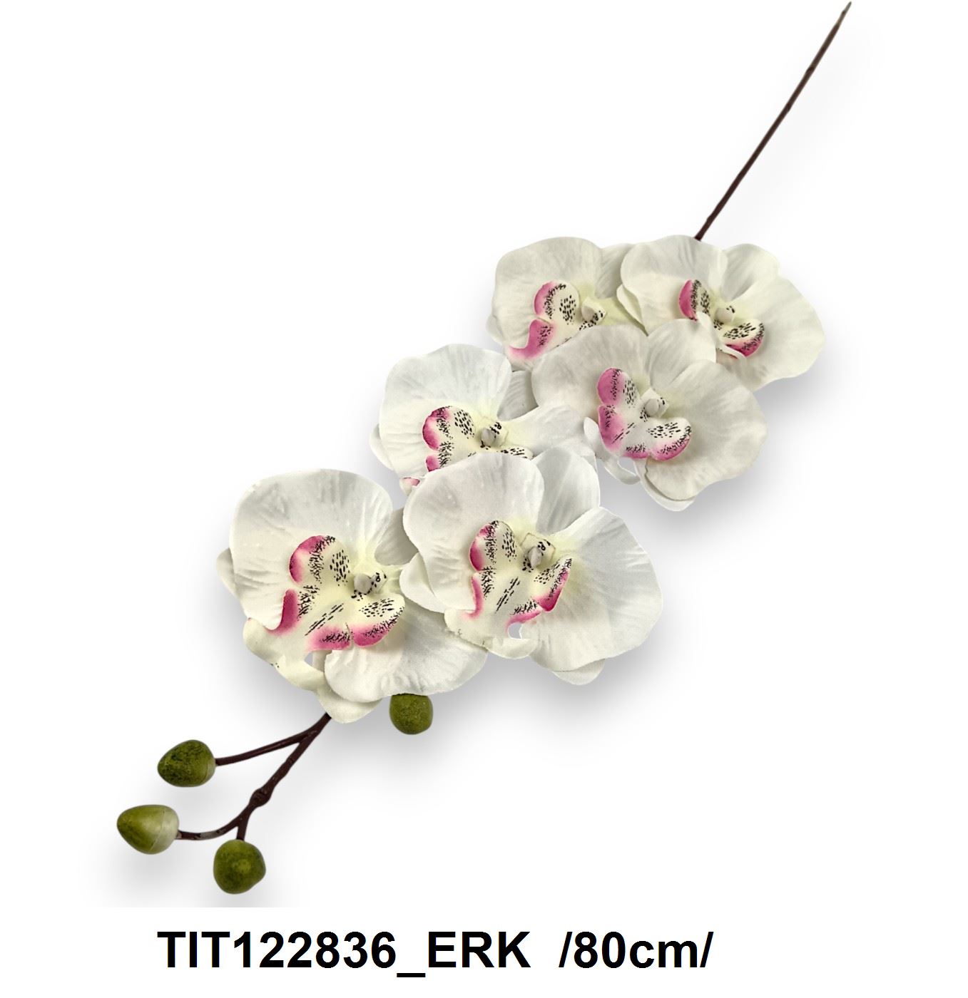 TIT122836_ERK
