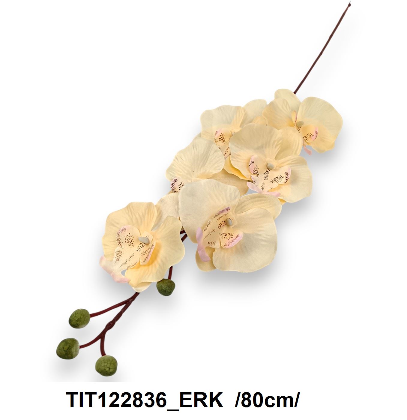 TIT122836_ERK