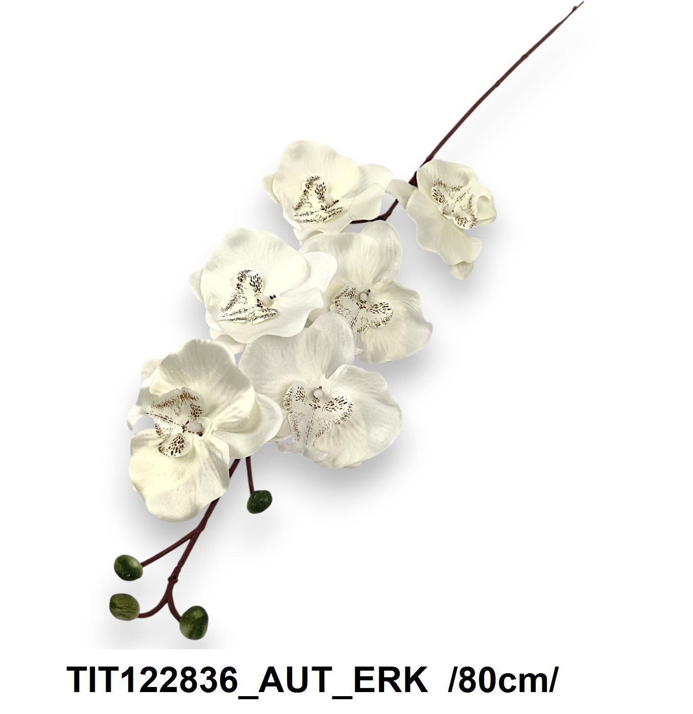 TIT122836_AUT_ERK