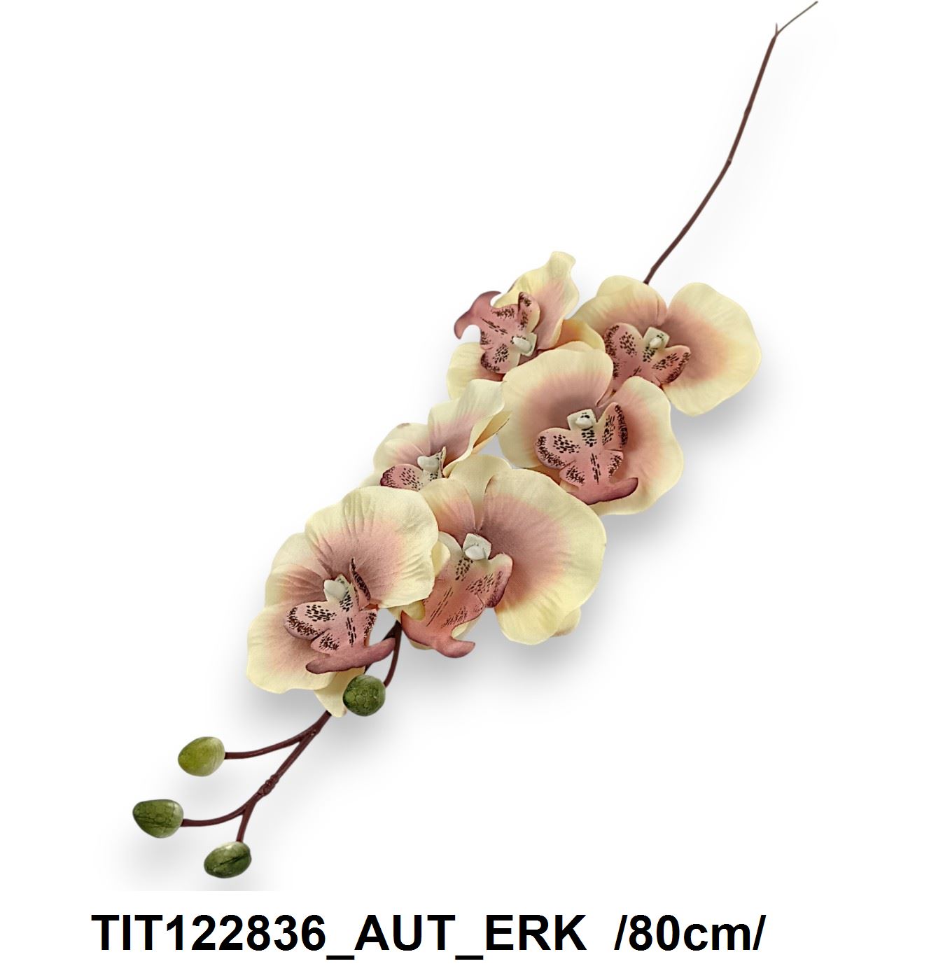 TIT122836_AUT_ERK