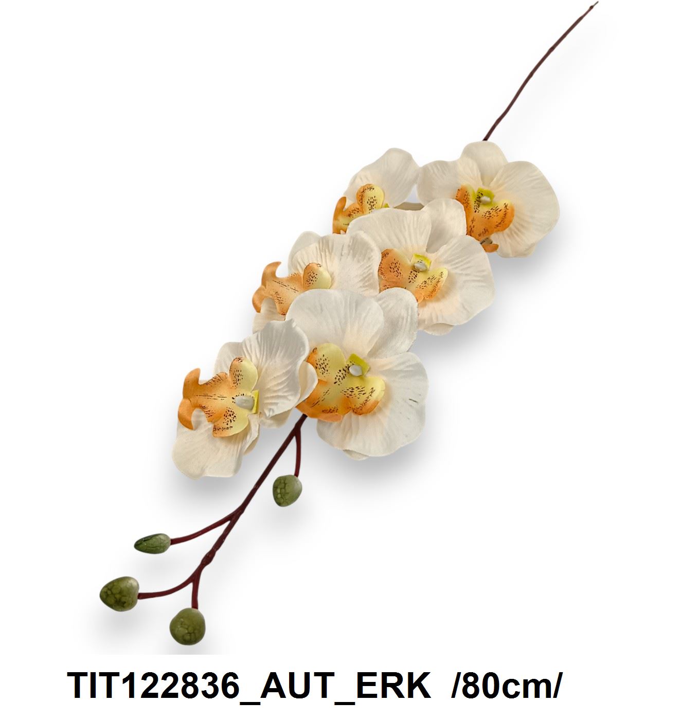 TIT122836_AUT_ERK