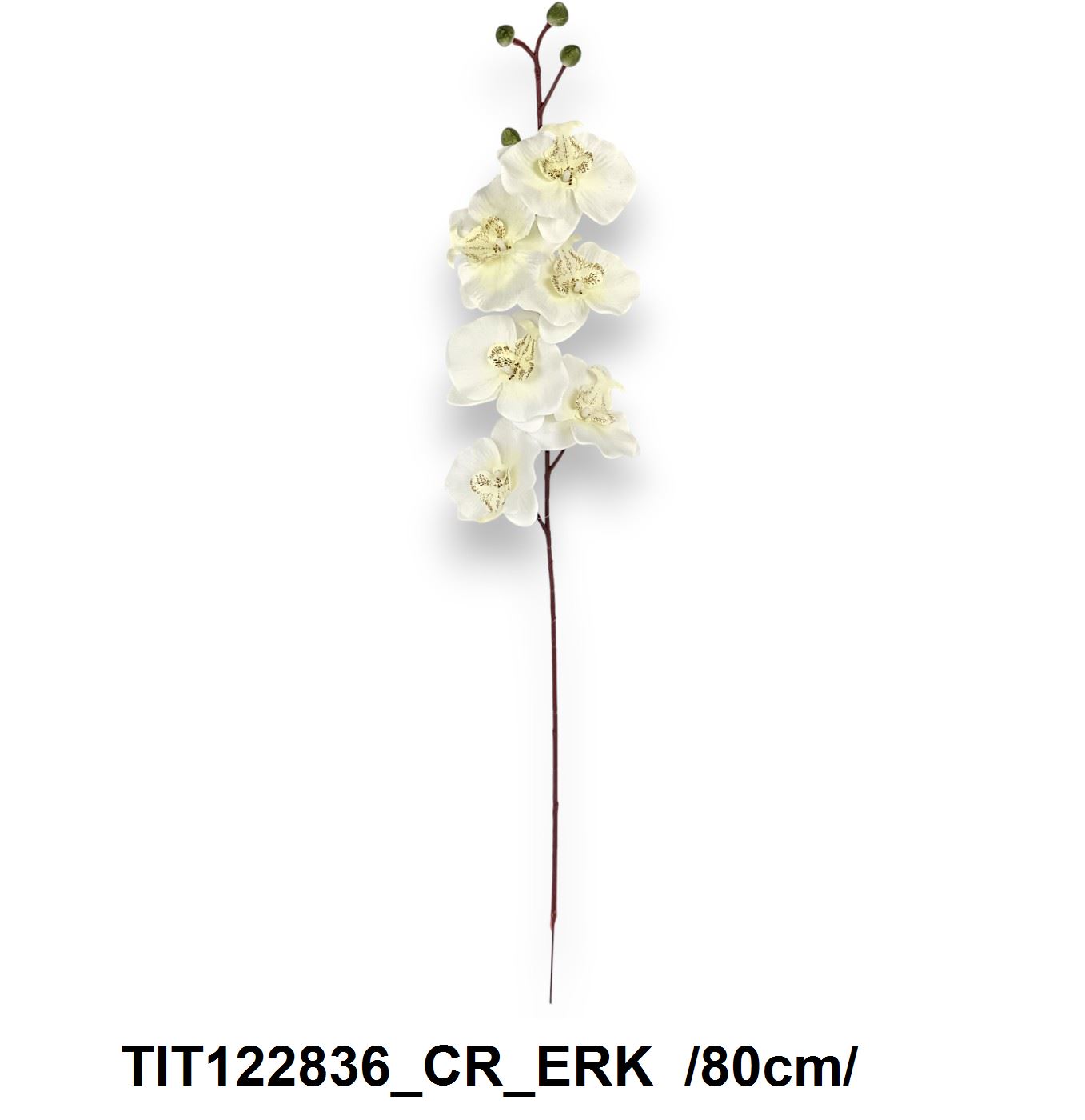 TIT122836_CR_ERK