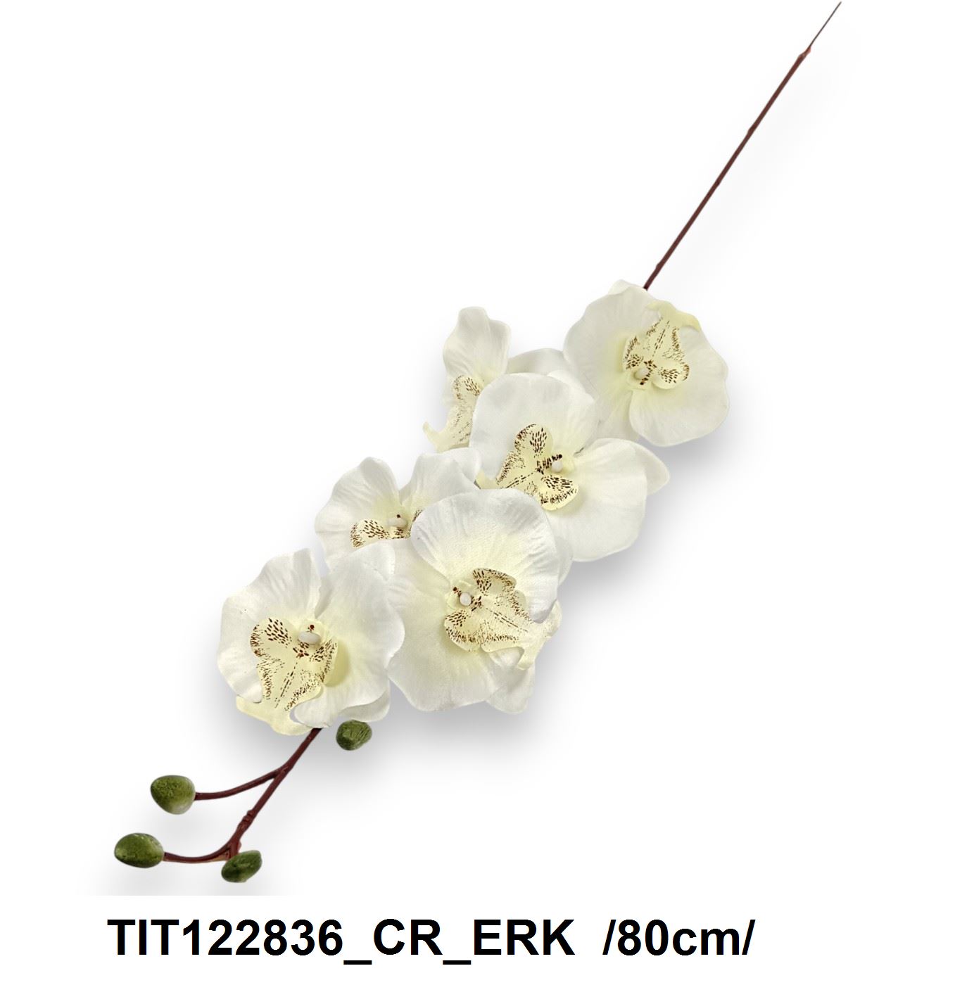 TIT122836_CR_ERK