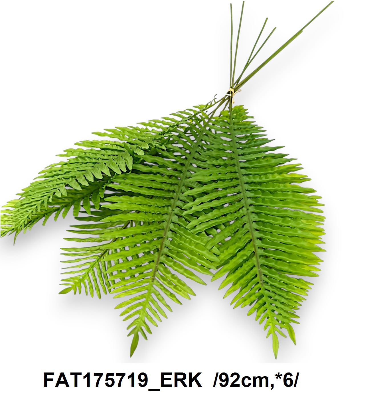 FAT175719_ERK