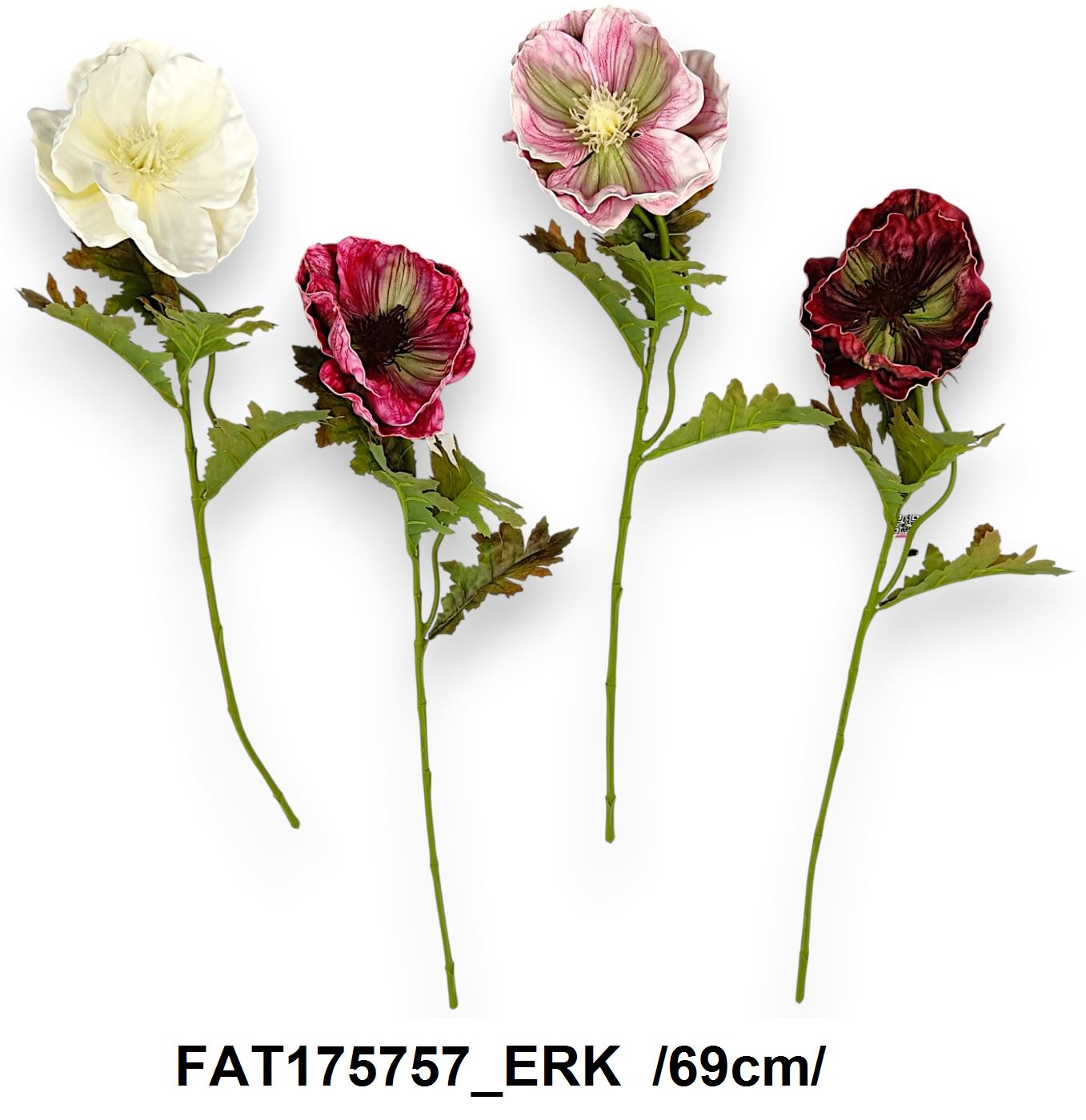 FAT175757_ERK