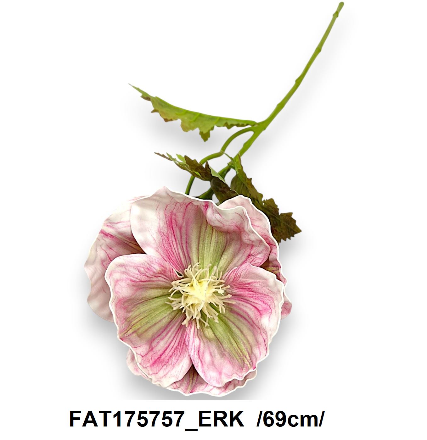 FAT175757_ERK