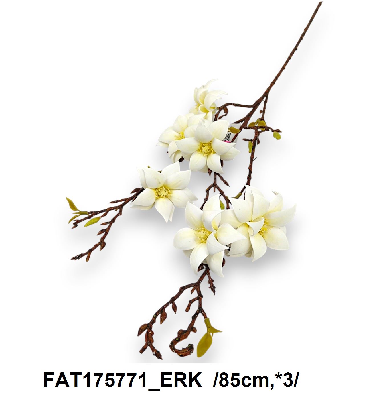 FAT175771_ERK